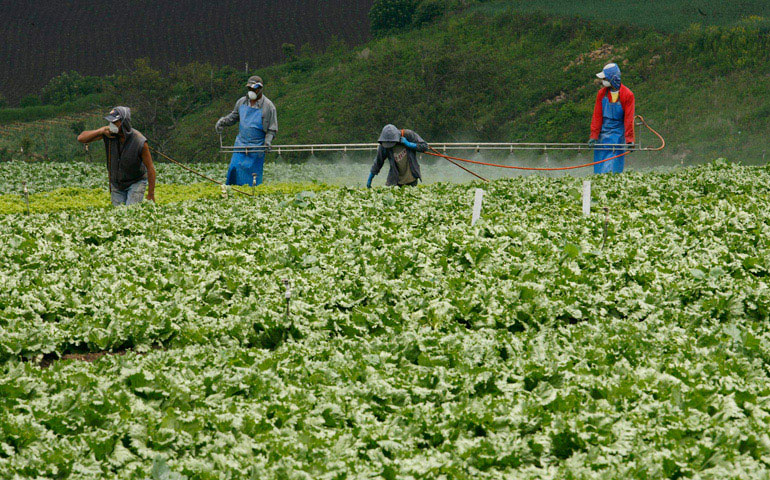 Un grupo de trabajadores fumiga una plantación de lechugas en Chicua de Cartago, Costa Rica.