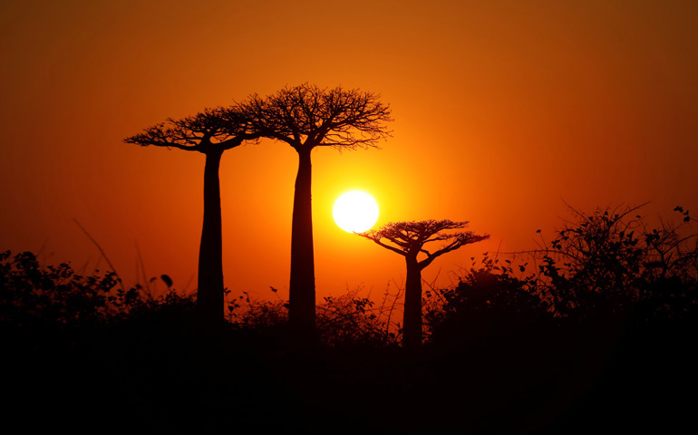 Atardecer en los árboles de Baobab, en la ciudad de Morondava, Madagascar, el 30 de agosto de 2019