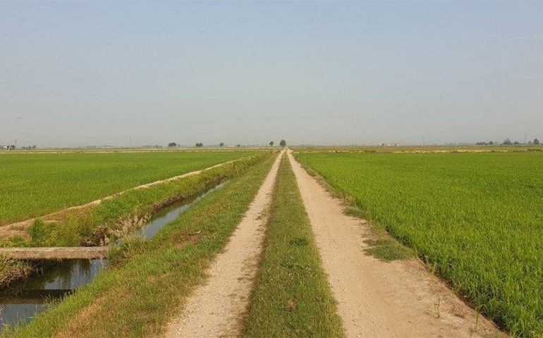 La monotonía de los arrozales en el valle del Po