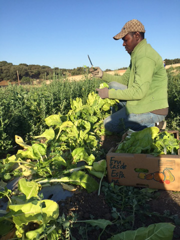 Trabajo en el Huerto Hermana Tierra