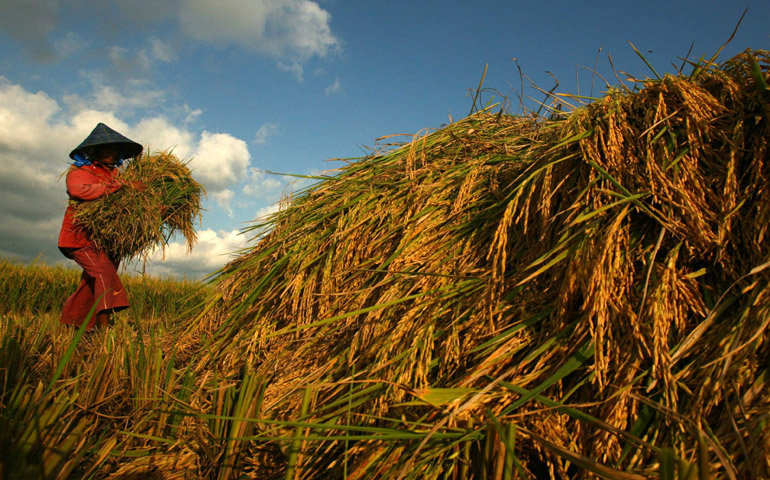 Un trabajador lleva un paquete de tallos de arroz en un campo de arroz en el distrito de Gowa (Indonesia), destinado al comercio justo