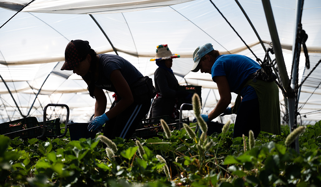 La presencia de inmigrantes indocumentados en sectores como el agrario favorece la trata, aseguran los expertos
