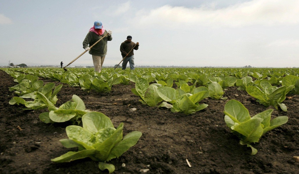 Trabajadores en el campo