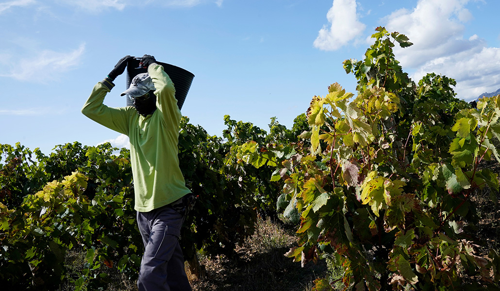 La precariedad en el campo es una de los abusos más frecuentes en nuestro país