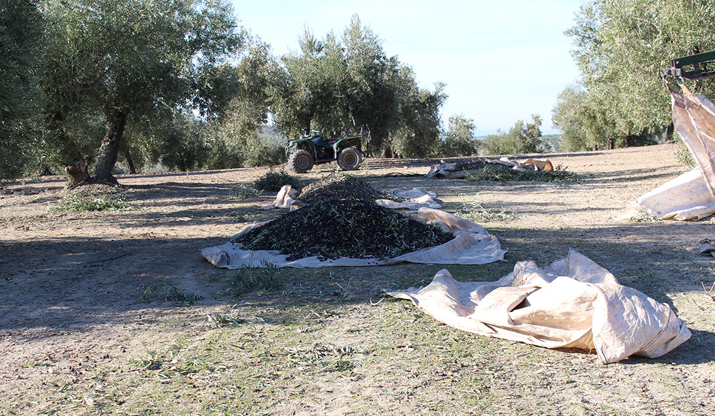 Un campo de olivos en España