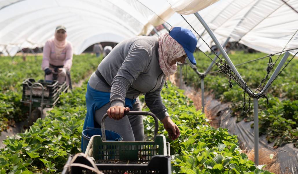 Temporeras recogen la fresa en fincas en la zona del Rocío