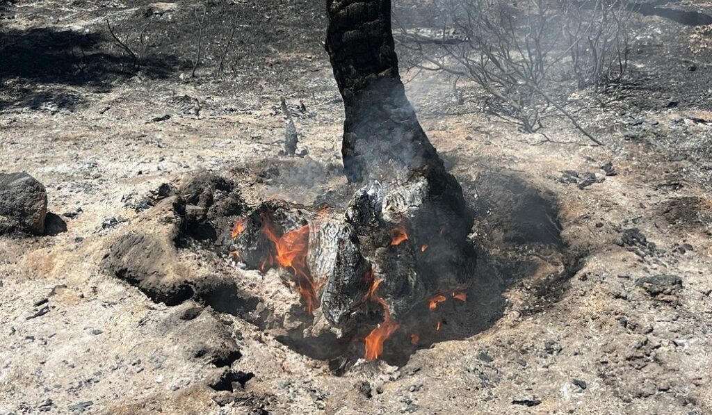 Uno de los conatos de los que habla José Damián y que es necesario vigilar todavía. Foto: Cortesía del alcalde