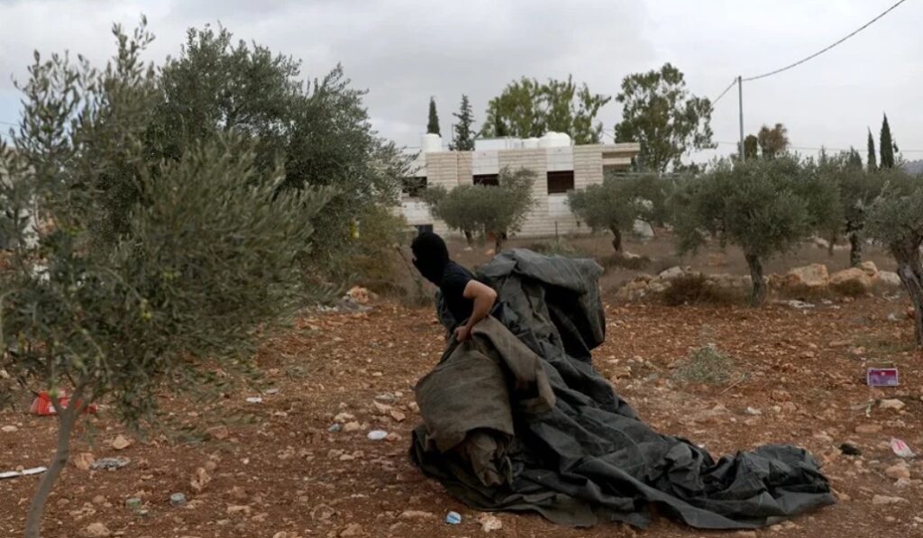 Familias palestinas recogen la cosecha de sus olivos tras un ataque de colonos en Abu Falah, Cisjordania.